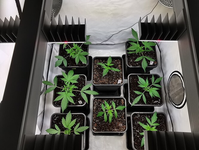 Growreport Bild 2