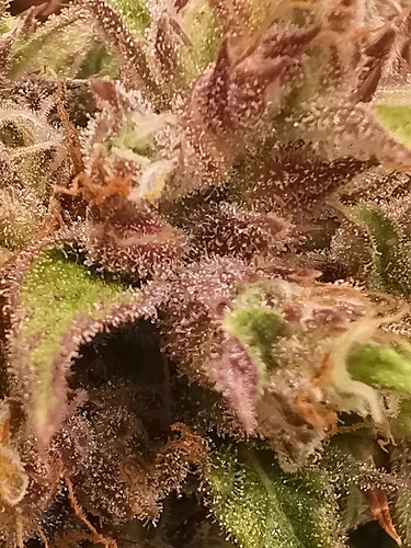 Growreport Bild 4