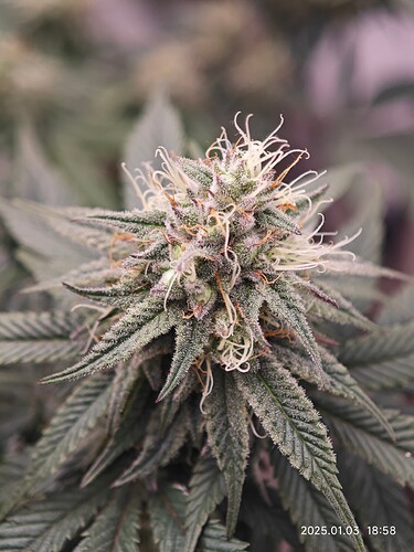 Growreport Bild 15