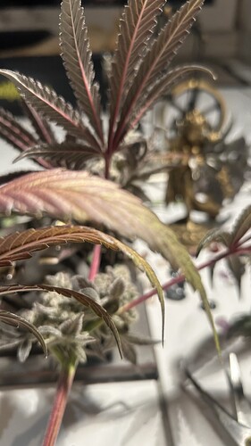 Growreport Bild 7