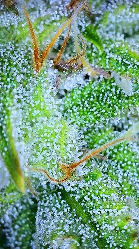 Growreport Bild 2
