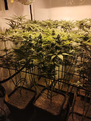 Growreport Bild 4