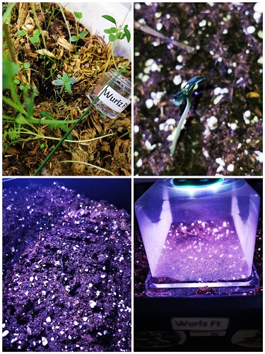 Collage_20250224_152938