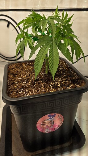 Growreport Bild 7