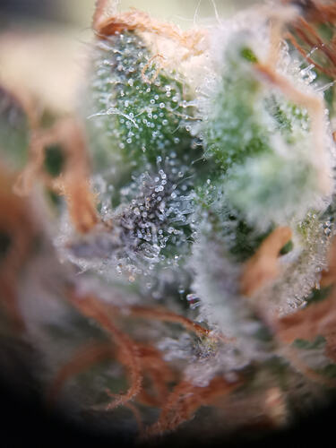 MOP, DSD, BT57 Trichome (1)