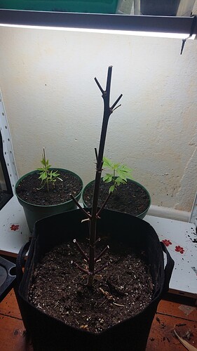 Growreport Bild 2