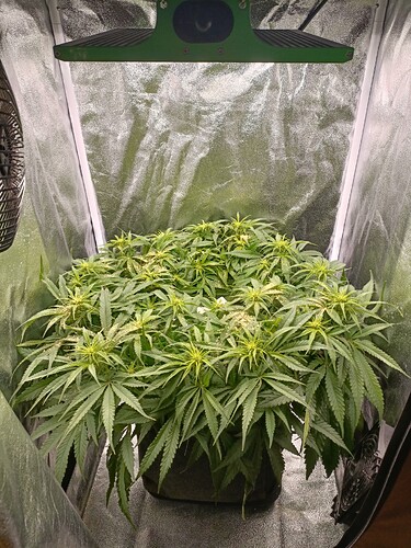 Growreport Bild 4