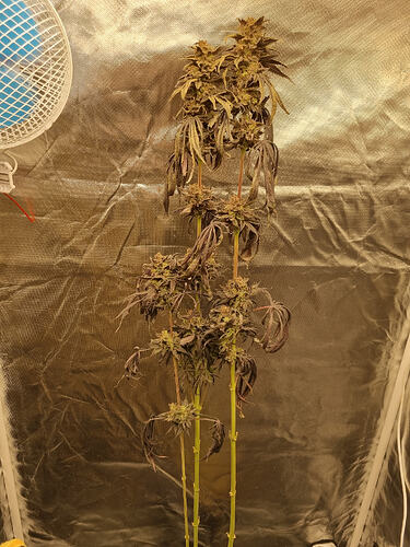 Zwei Pflanzen mit reifen Buds und dunklen Blättern in einem Growzelt, daneben ein Ventilator.