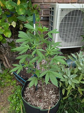 PXL_20250706_053115689.MP