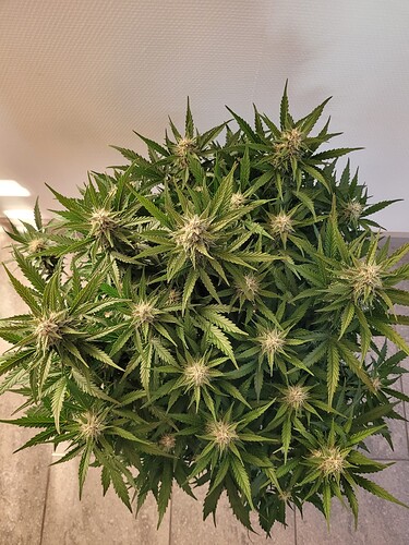 Growreport Bild 1