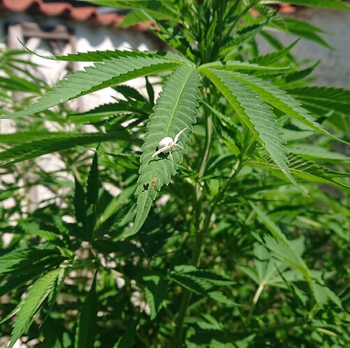 Growreport Bild 64