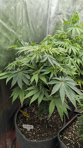 Growreport Bild 3