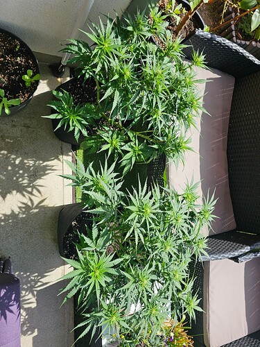Growreport Bild 2