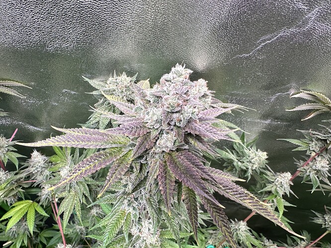 Growreport Bild 12