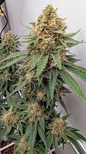 Growreport Bild 3