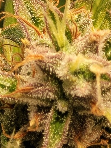 Growreport Bild 2