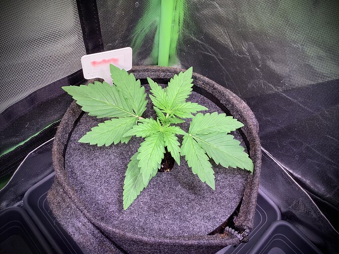 Growreport Bild 4