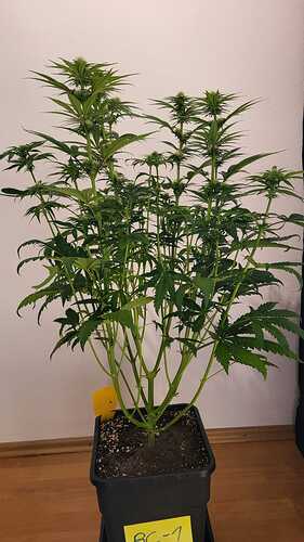 Growreport Bild 9
