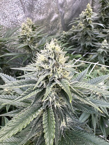 Growreport Bild 39