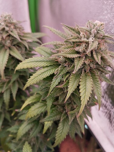 Growreport Bild 12