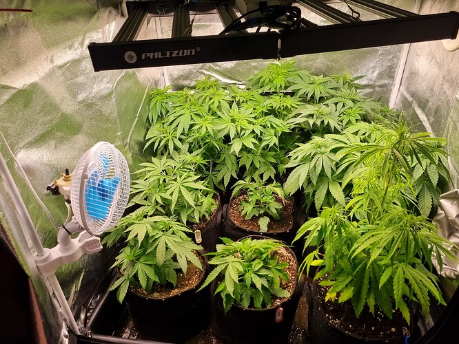 Mehrere junge Cannabispflanzen in einem Zelt unter einer LED-Wachstumslampe, mit einem Ventilator zur Belüftung.