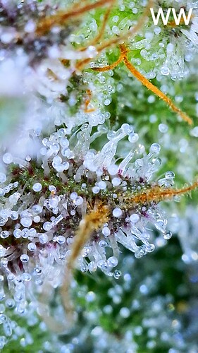 Growreport Bild 4