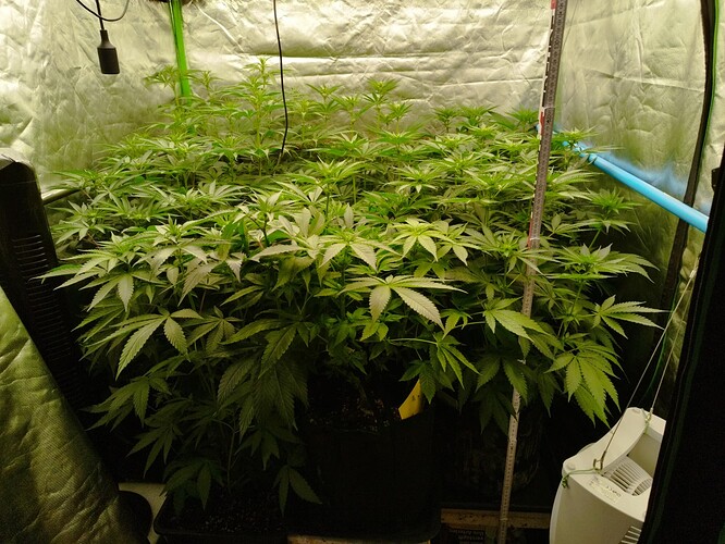 Mehrere Cannabis-Pflanzen in einem Zelt, die sich in der Wachstumsphase befinden, mit einer Messlatte daneben zur Höhenkontrolle.