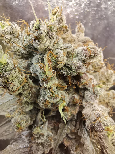 Growreport Bild 2