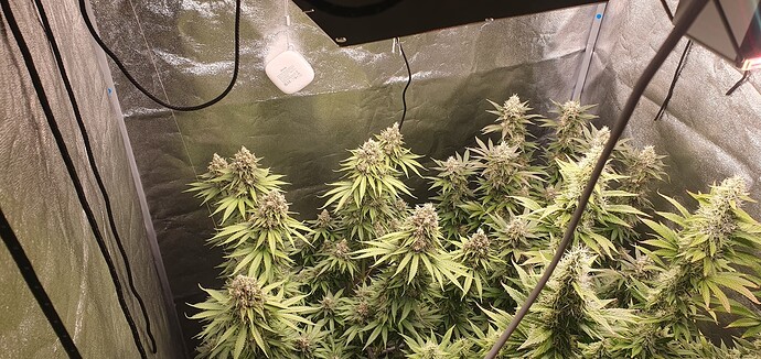 Growreport Bild 3
