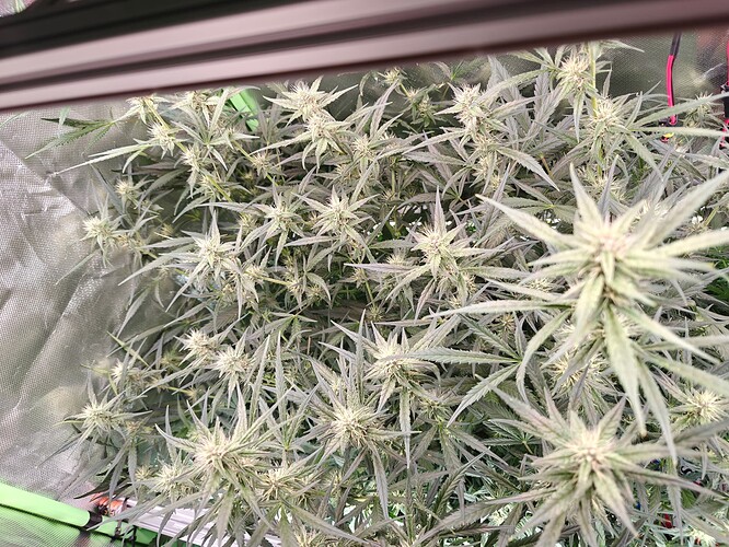 Growreport Bild 11