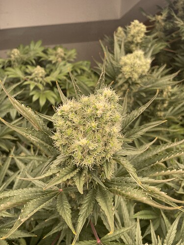 Growreport Bild 8