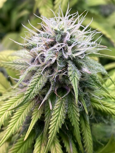 Growreport Bild 40