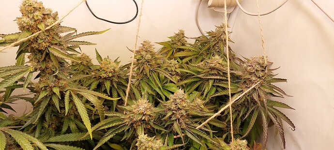 Growreport Bild 2