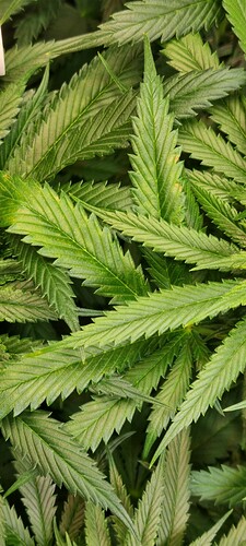 Growreport Bild 34