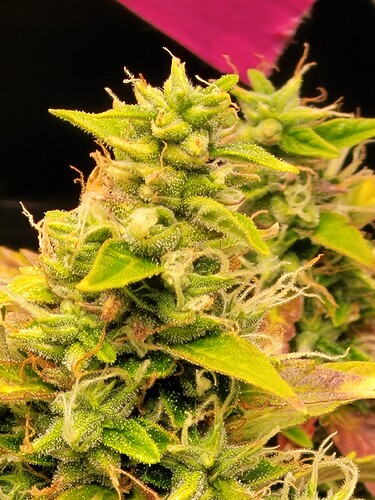 Growreport Bild 25