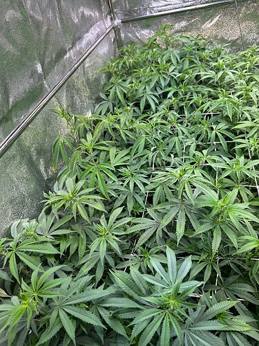 Growreport Bild 59