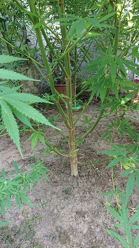 Growreport Bild 27