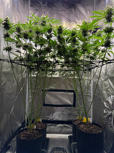 Growreport Bild 33
