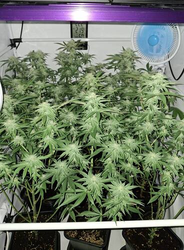 Growreport Bild 1