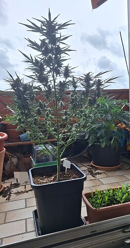 Growreport Bild 1