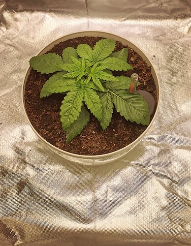 Growreport Bild 4