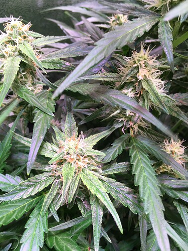 Growreport Bild 5
