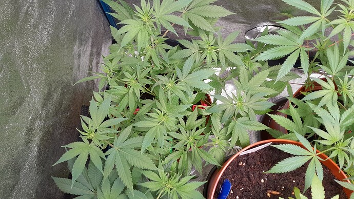 Growreport Bild 5