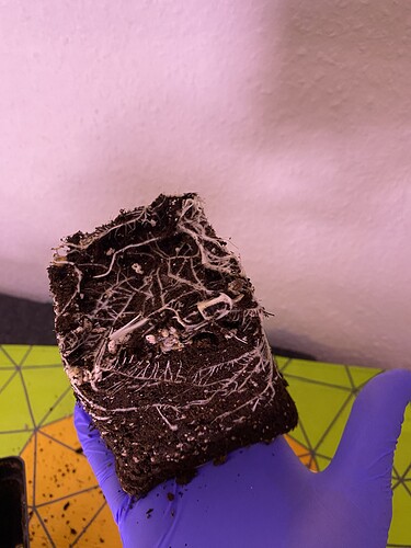 Growreport Bild 13