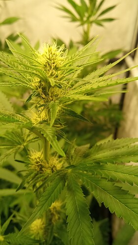 Growreport Bild 37