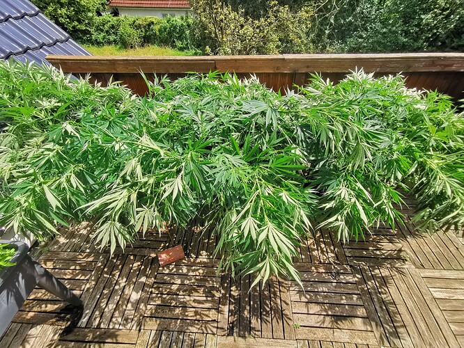Growreport Bild 1