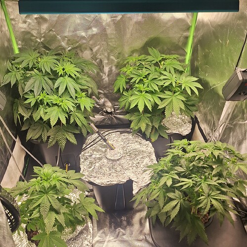 Vier junge Cannabispflanzen in einem Zelt unter einer LED-Lampe. Zwei Pflanzen sind größer und weiter hinten, zwei sind kleiner und weiter vorne. Eine der vorderen Pflanzen hat einen Messfühler im Topf.