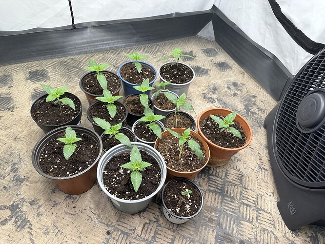 Growreport Bild 3