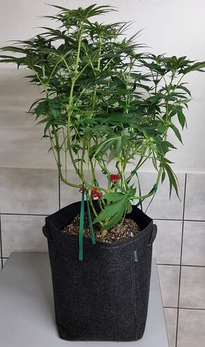 Growreport Bild 12