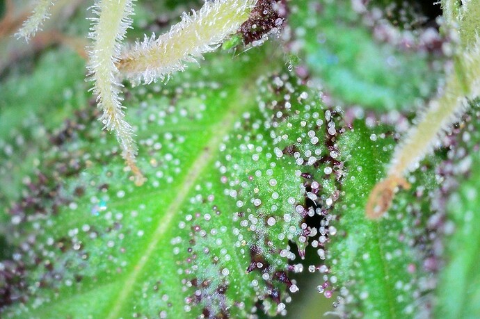 Grow25_1006_Trichome_BB1_1